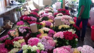 Grace Rose Farm Tempat Wisata Indonesia