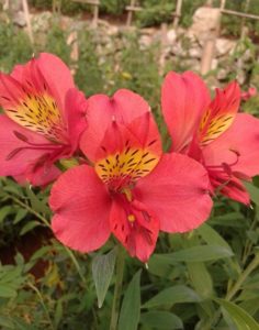 Grace Rose Farm Bandung Tempat Wisata Indonesia