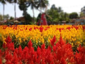 taman bunga kiskendo tempat wisata